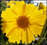 bloem, macro